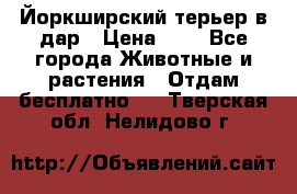 Йоркширский терьер в дар › Цена ­ 1 - Все города Животные и растения » Отдам бесплатно   . Тверская обл.,Нелидово г.